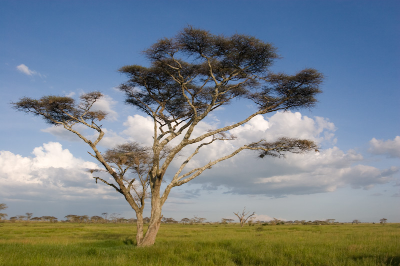 Acacia On Serengeti